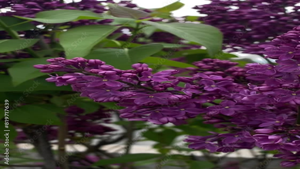 Fragrant lilac blossoms sway gently in slow motion. Purple petals slowly moving with breeze Fragrant lilac blossoms sway gently in slow motion. Purple petals slowly moving with breeze