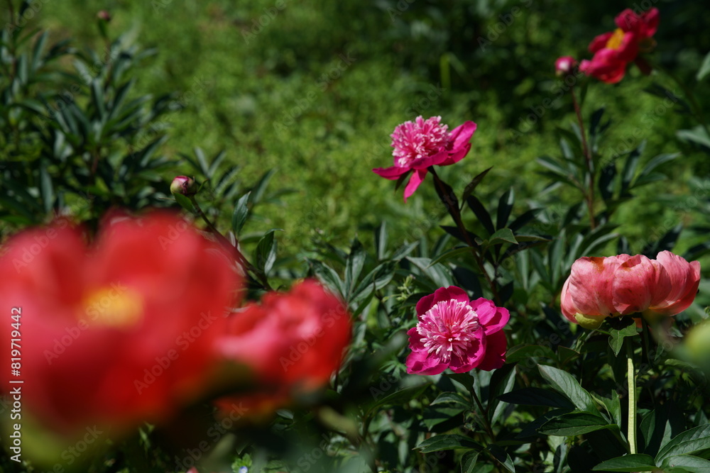 Pink and White Flowers of Peony in Full Bloom
Pink and White Flowers of Peony in Full Bloom