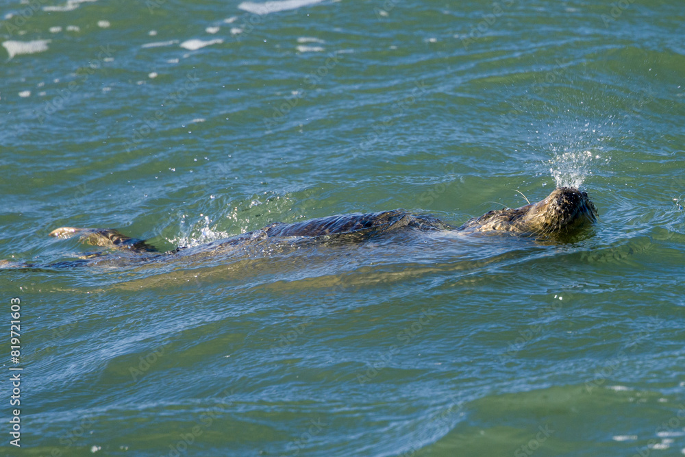 Fototapeta premium Seal basking in the water with its head above the surface, blowing its nose.