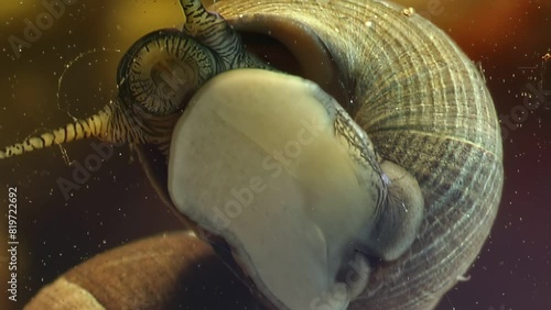 Captured underwater, video shows Pomacea canaliculata skillfully navigating freshwater environment. It uses sturdy operculum to safeguard itself against predators and adapt to environmental hazards in photo