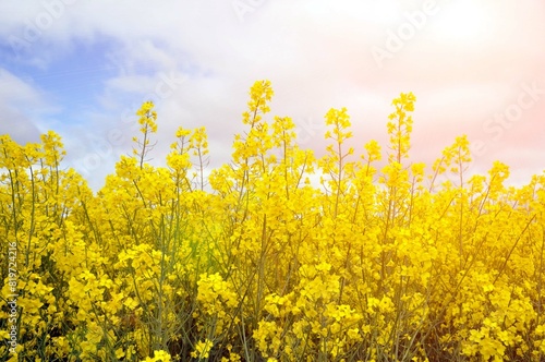 Yellow flowers of oilseed radish leaves on the field.