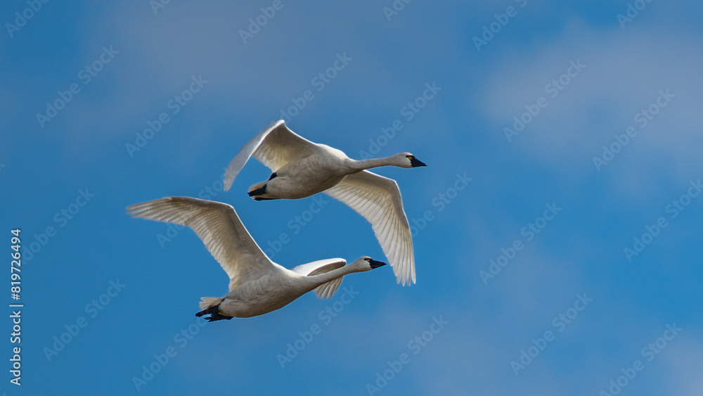 Two swans soaring through the sunny sky in perfect harmony. Two swans soaring through the sunny sky in perfect harmony.