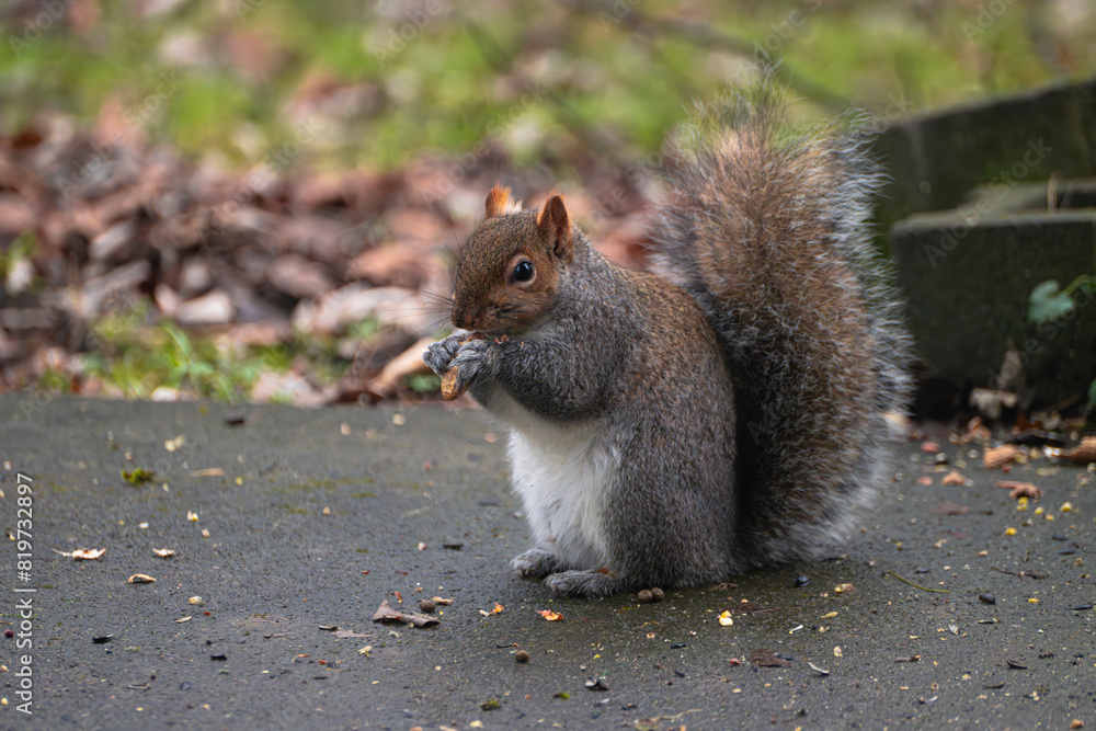 Closeup of a squirrel holding nuts in its mouth, sitting on the ground Closeup of a squirrel holding nuts in its mouth, sitting on the ground