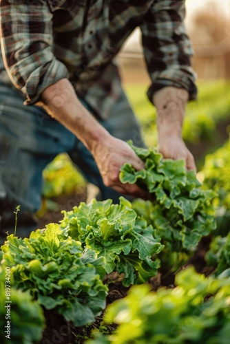 a farmer collects lettuce. Selective focus