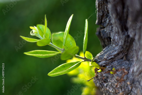 Young olive branch shooting out of the tree. © Wirestock