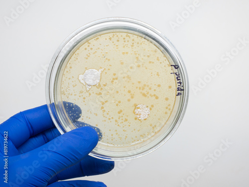 Petri dish with colonies of bacteria Pseudomonas putida, study of bacterial antagonism photo