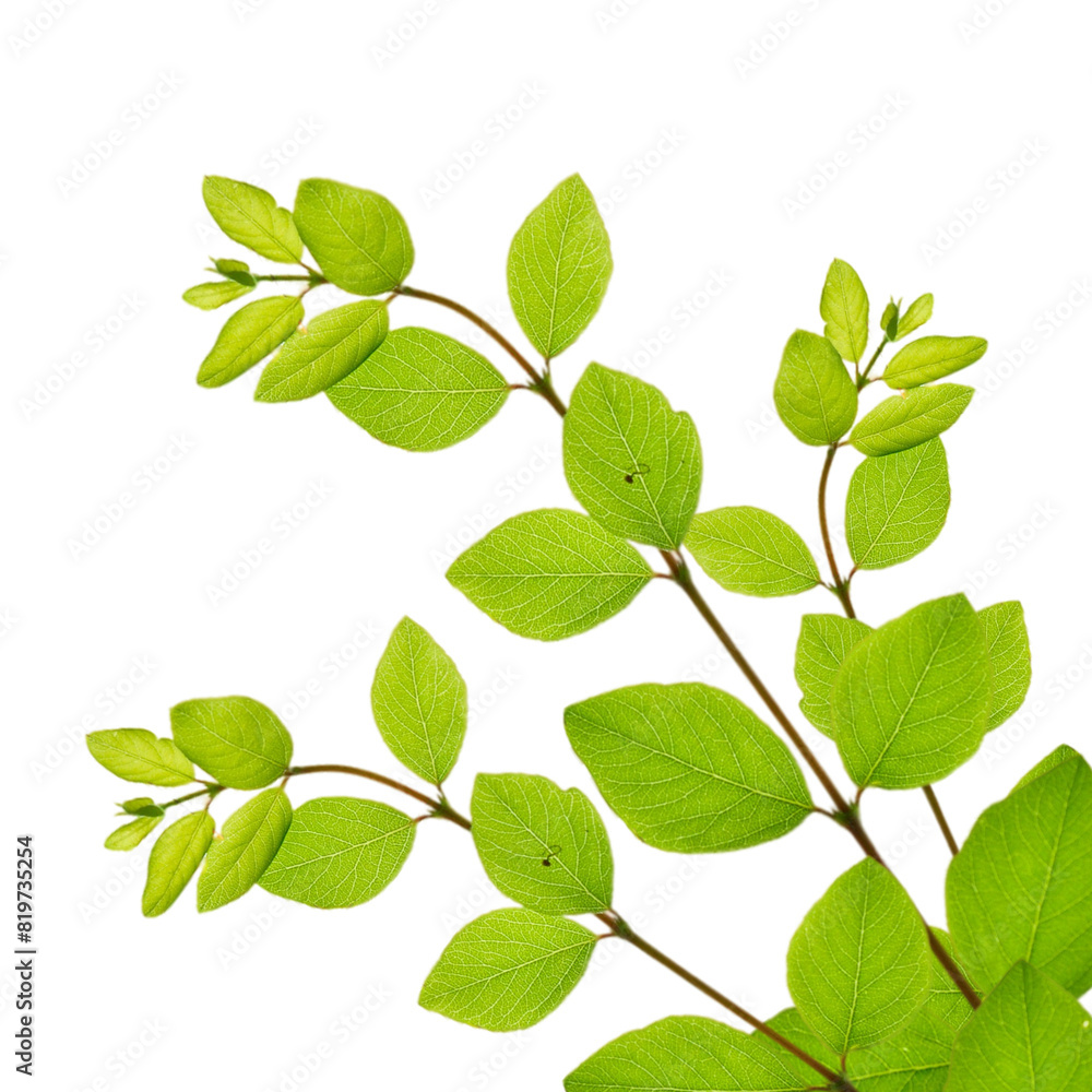 natural green leaf photo, png, transparent background. natural green leaf photo, png, transparent background.