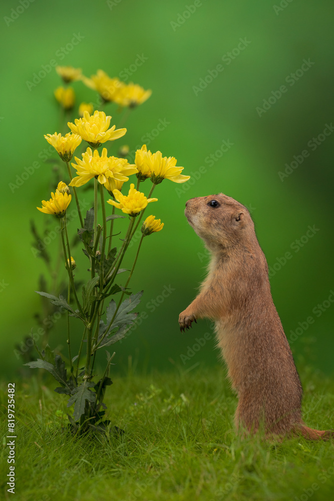 Prairie dog rodent with flowers on a green background Prairie dog rodent with flowers on a green background