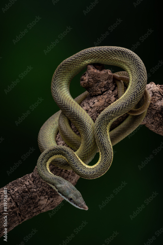 Obraz premium Baron Green Racer snake perched on a tree, against a dark backdrop