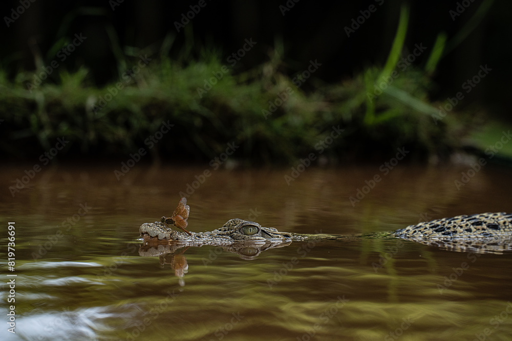 Crocodile with a butterfly resting on its mouth in a swamp Crocodile with a butterfly resting on its mouth in a swamp
