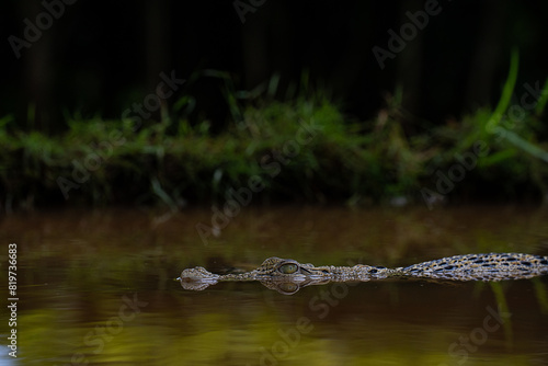 Bild auf Leinwand Crocodile gracefully glides through the marshy waters, surrounded by vibrant gre