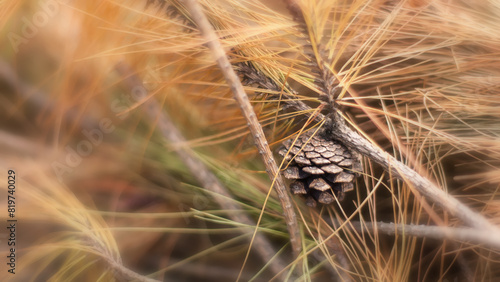 Foto Close-up of a sizable pine cone nestled amidst tall, golden-brown grass