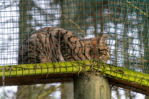 Canvas-taulu a tabby cat sits on a wooden and mesh enclosure