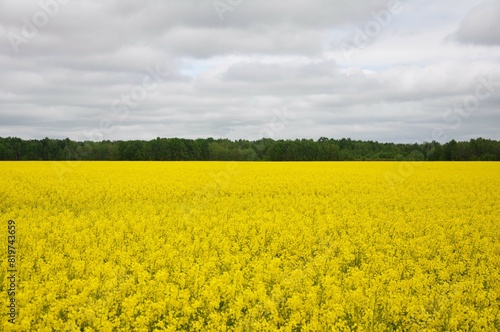 Yellow flowers of oilseed radish leaves on the field.