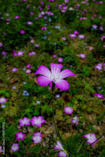 赤と白色の花