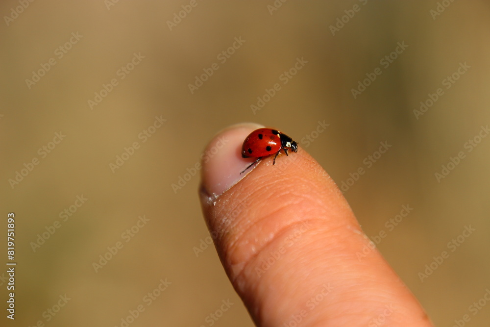 Kleiner Käfer auf Finger bringt Glück Kleiner Käfer auf Finger bringt Glück