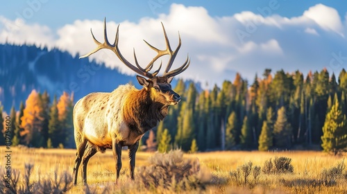 Sighting of wild elk in nature © Kashem