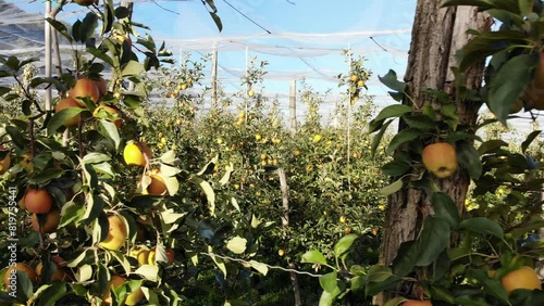 Flying in apple orchard under crop protection hail nets. Ripe Golden Delicious apples ready to pick at harvest time. Fruit production in France.