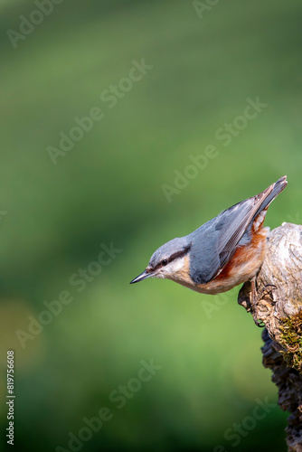 Eurasian nuthatch perching on a wooden perch.