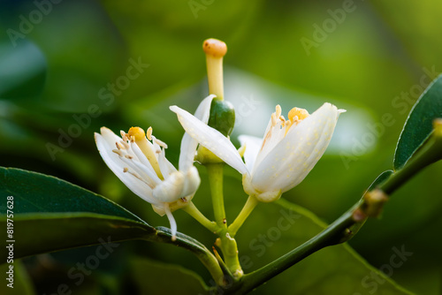 Detail of orange blossoms. Sustainable agriculture.