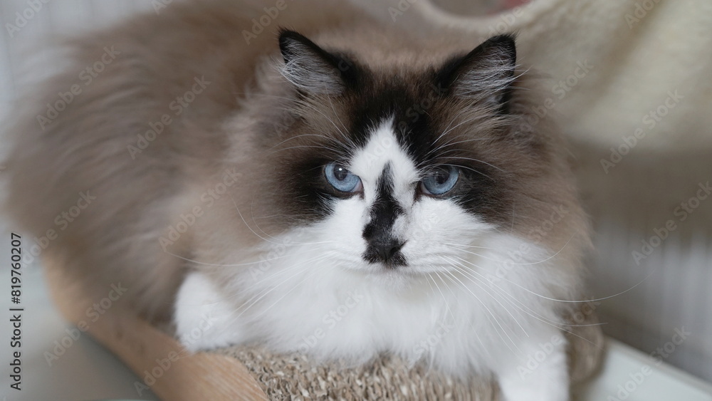 爪とぎに乗る猫 爪とぎに乗る猫