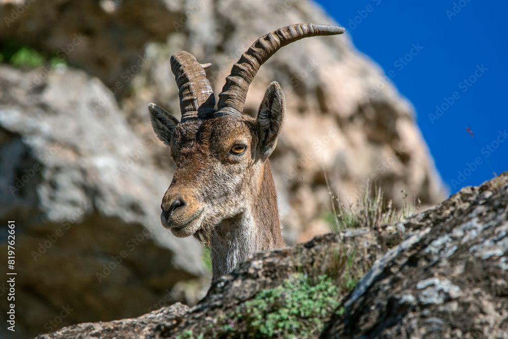 Macho de cabra hispánica pirenaica en la cima, en el parque natural de Cazorla, Segura y Las Villas. Macho de cabra hispánica pirenaica en la cima, en el parque natural de Cazorla, Segura y Las Villas.