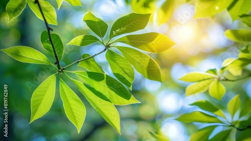 A leafy tree branch with leaves that are green and the sun shining on them, sunny outdoor background.