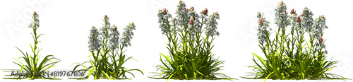 Foto tuberose white blooming plants hq arch viz cutout bush shrub