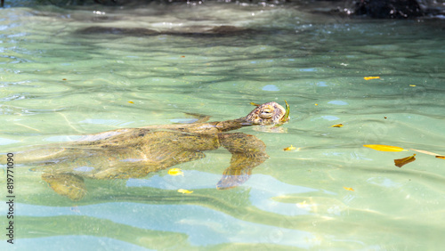 Obraz na płótnie Sea turtles in the Galapagos islands