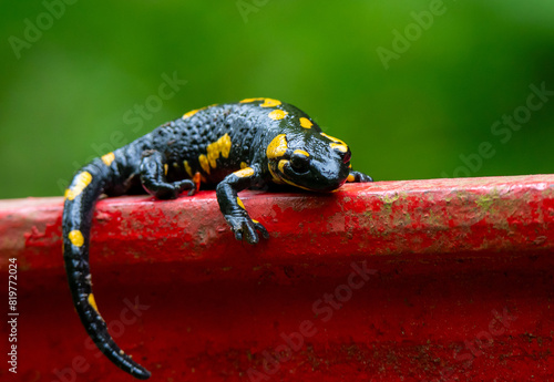 Close-up of a Salamandra salamandra sitting on a red fence photo