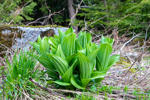 Close-up with a young Veratrum album plant in the natural environment photo