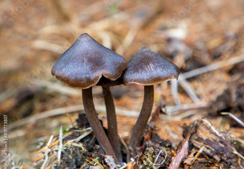 Close-up with a group of Entoloma vernum mushrooms growing on the ground photo