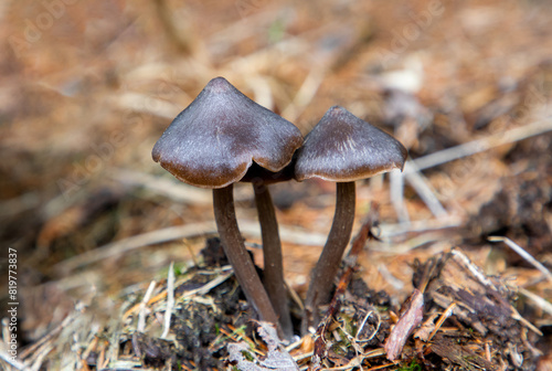Close-up of Entoloma vernum mushrooms on the ground in nature photo