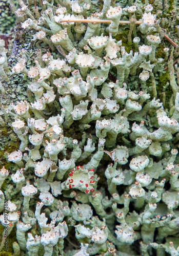 Close-up with many Cladonia digitata lichens photo