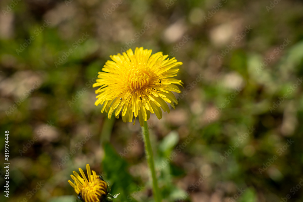 Single yellow dandelion flower bloom in the green field at spring Single yellow dandelion flower bloom in the green field at spring