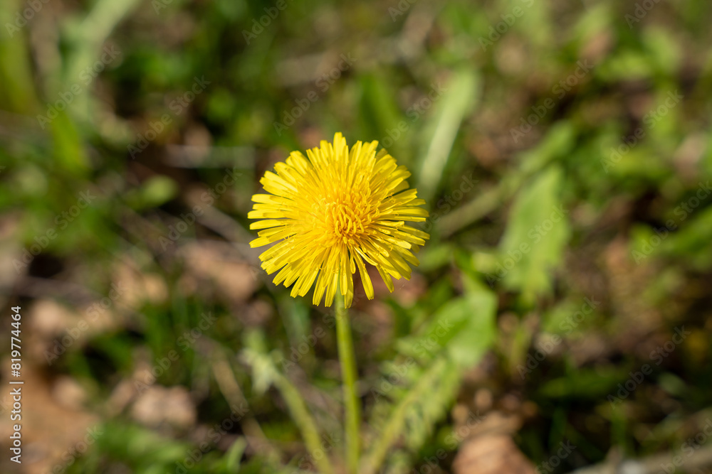 Single yellow dandelion flower bloom in the green field at spring Single yellow dandelion flower bloom in the green field at spring