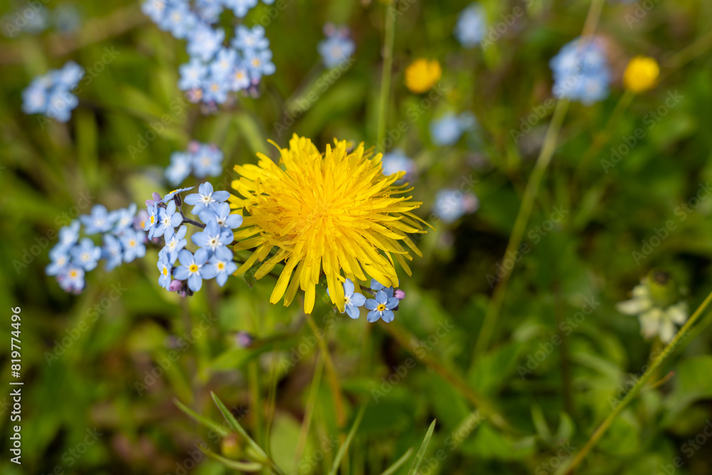 Single yellow dandelion flower bloom in the green field at spring Single yellow dandelion flower bloom in the green field at spring