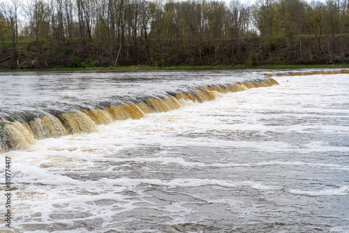Vimba (Vimba vimba) fish jumping over waterfall on the Venta River, Kuldiga, Latvia.