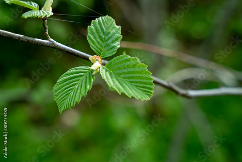 Fresh green leaves of alder tree © Abinieks