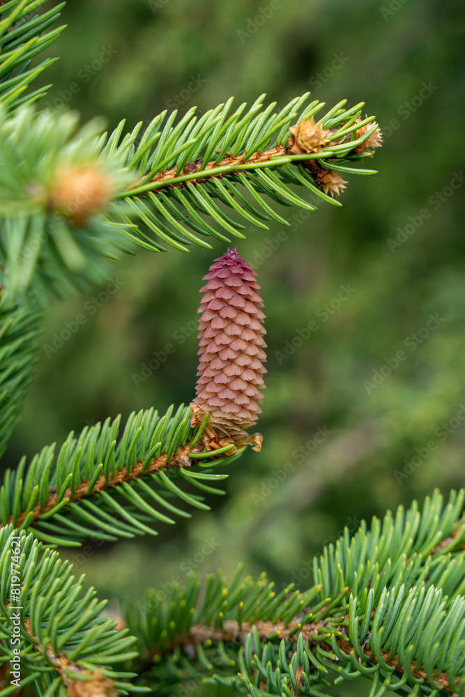 Blooming spruce tree branches with red cones Blooming spruce tree branches with red cones