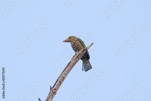 Colorful Lineated Barbet bird perched on leafless tree branch against clear blue sky. Wildlife and nature conservation.