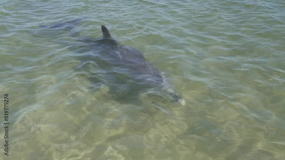 Beautiful dolphins swimming in the calm waters of the sea on a sunny day Beautiful dolphins swimming in the calm waters of the sea on a sunny day
