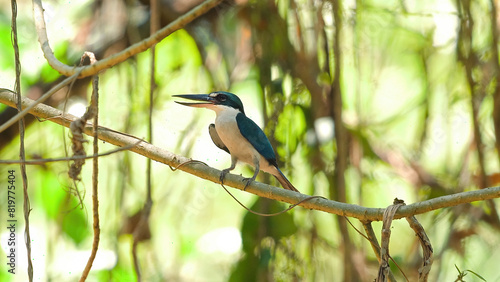 Collared kingfisher perched on natural branch in dense tropical forest habitat. Wildlife and biodiversity in natural environment.