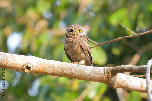 Perched spotted owl in natural habitat displaying wildlife and avian biodiversity on calm day. Environmental conservation and bird watching.