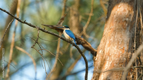 Kingfisher bird perched on branch in its natural habitat, showcasing vibrant plumage with focus on wildlife and nature. Environmental conservation and biodiversity.