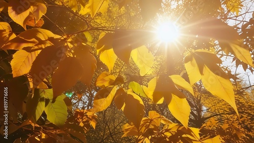 Closeup looks of colorful leaves with sun