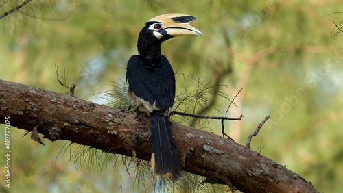 Oriental Pied Hornbill perched on tree branch in its natural habitat with lush green foliage in background. Wildlife and nature conservation.