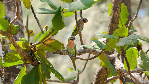 Two Eurasian bullfinches perched on branches amidst green leaves in natural forest setting, displaying avian wildlife and their habitat. Capturing essence of wildlife and nature serenity.
