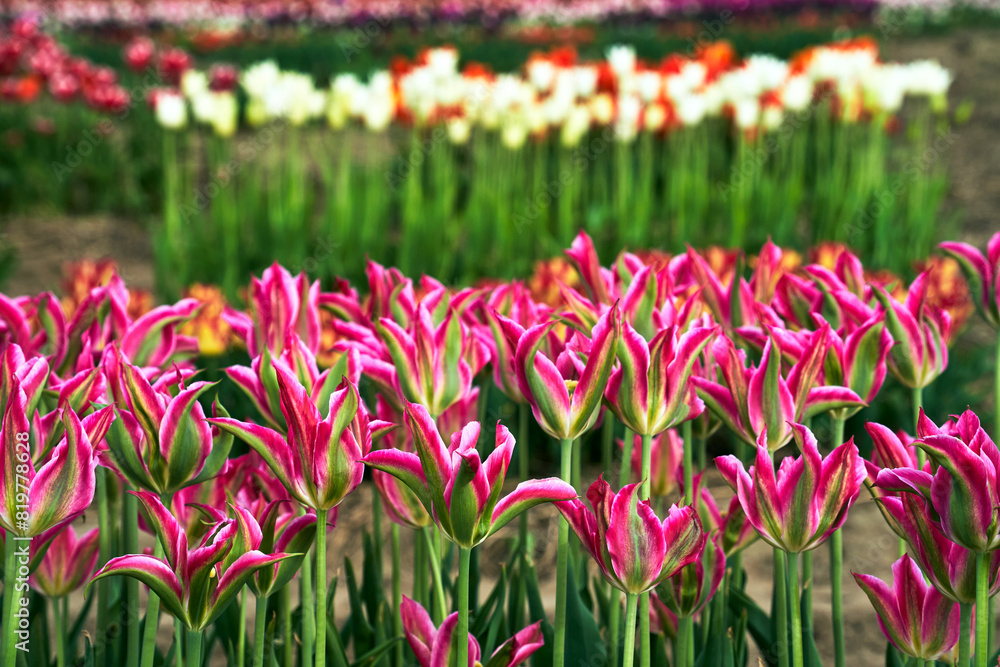 rows of colorful blooming tulip flowers in the spring garden rows of colorful blooming tulip flowers in the spring garden