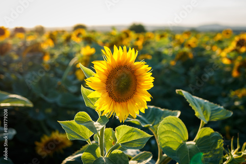 Sunflower field. Organic farm with blooming crops at summer